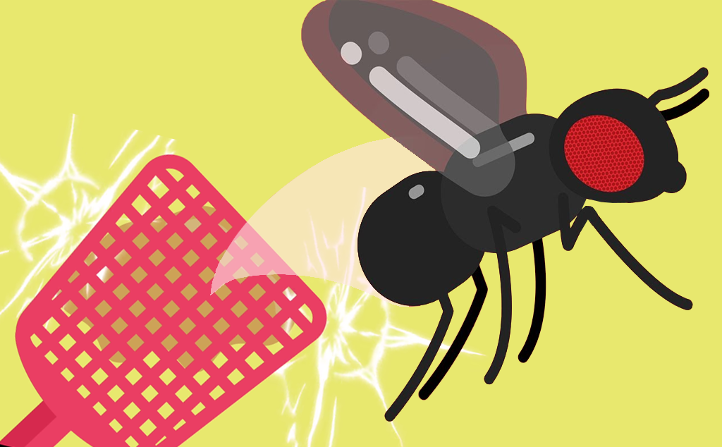 [Có thể bạn chưa biết] Tại sao ruồi cực khó bắt?