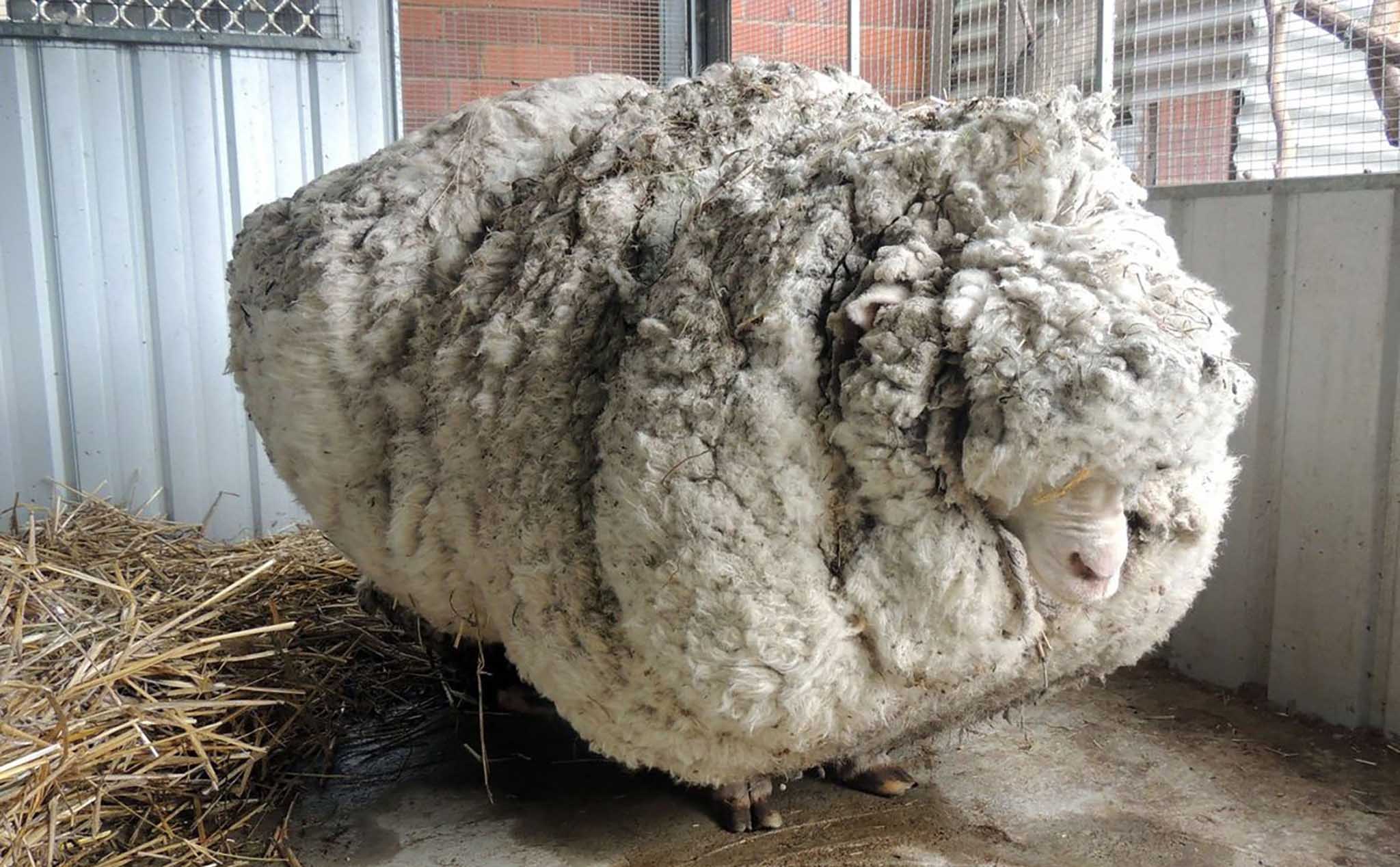 [WOW] Làm thế nào cừu giải quyết bộ lông của nó nếu không được cắt bởi con người?