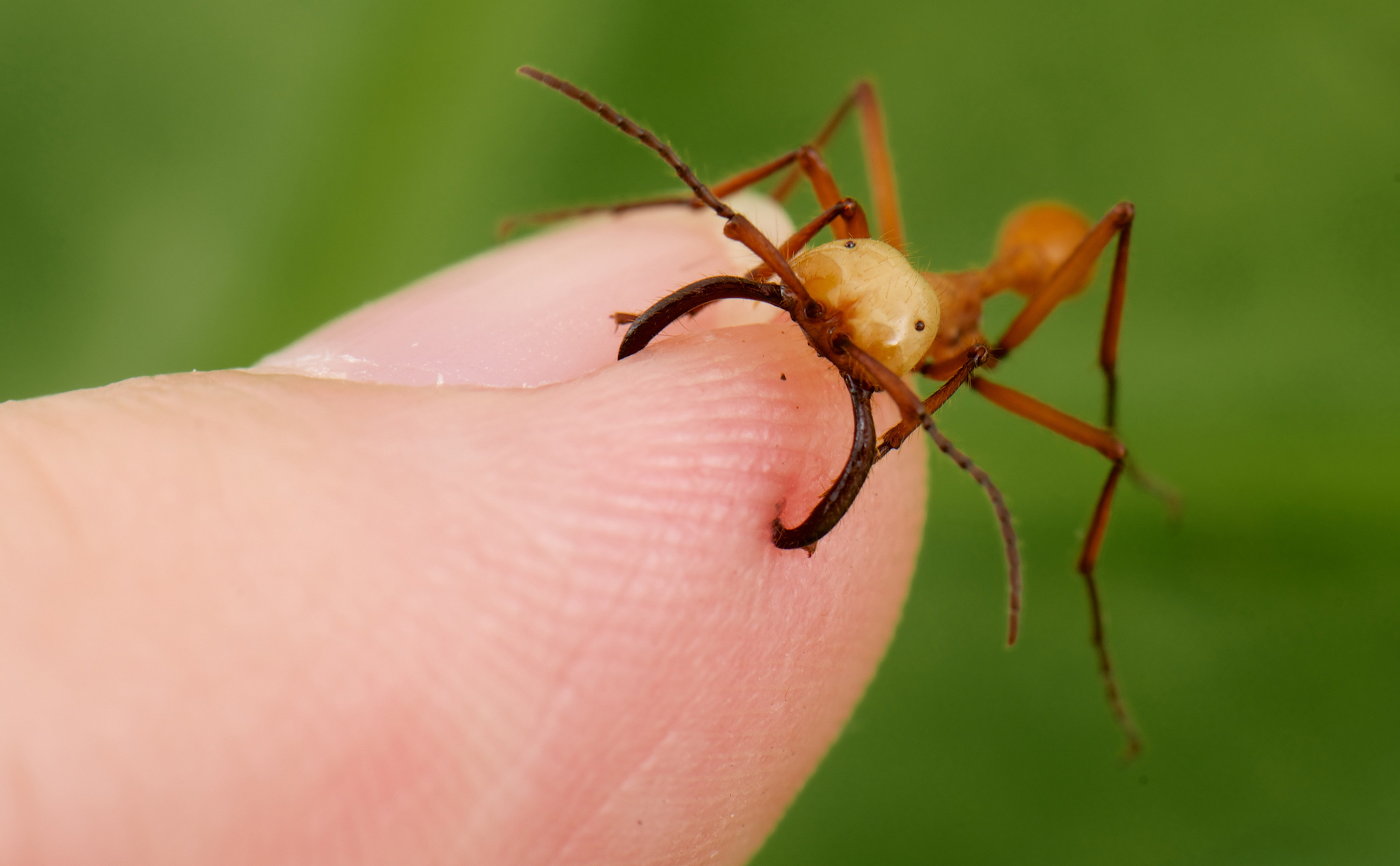 Những gì bạn chưa biết về loài kiến đáng sợ nhất hành tinh, có khả năng nối được vết thương người