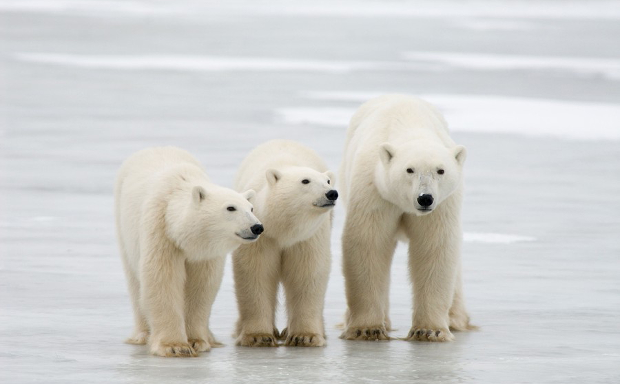 Gấu Bắc Cực có nguy cơ tuyệt chủng trong 80 năm nữa nếu Trái Đất cứ tiếp tục ấm lên như thế này