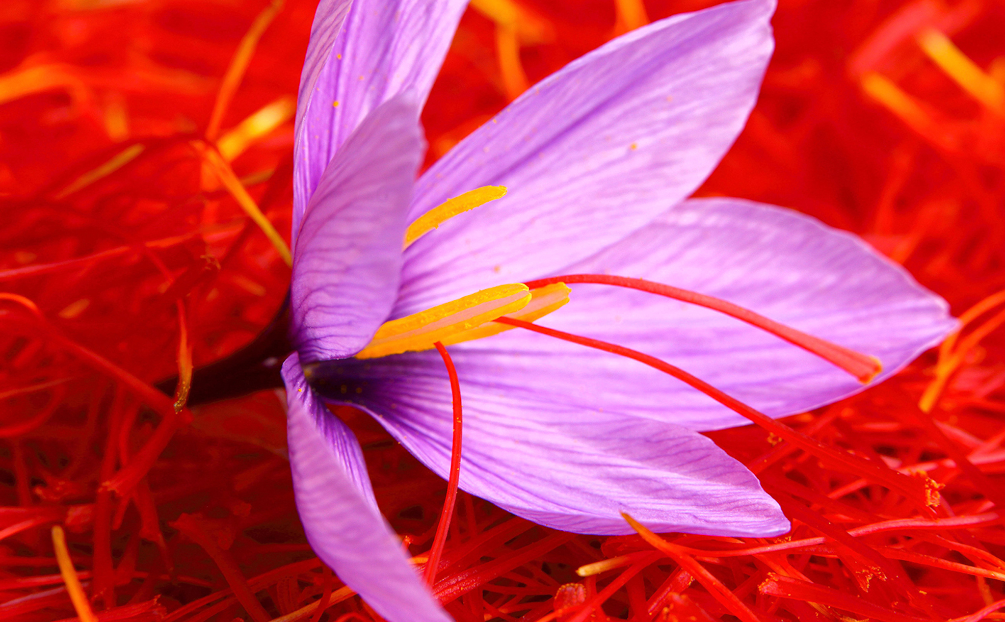 saffron-4.jpg