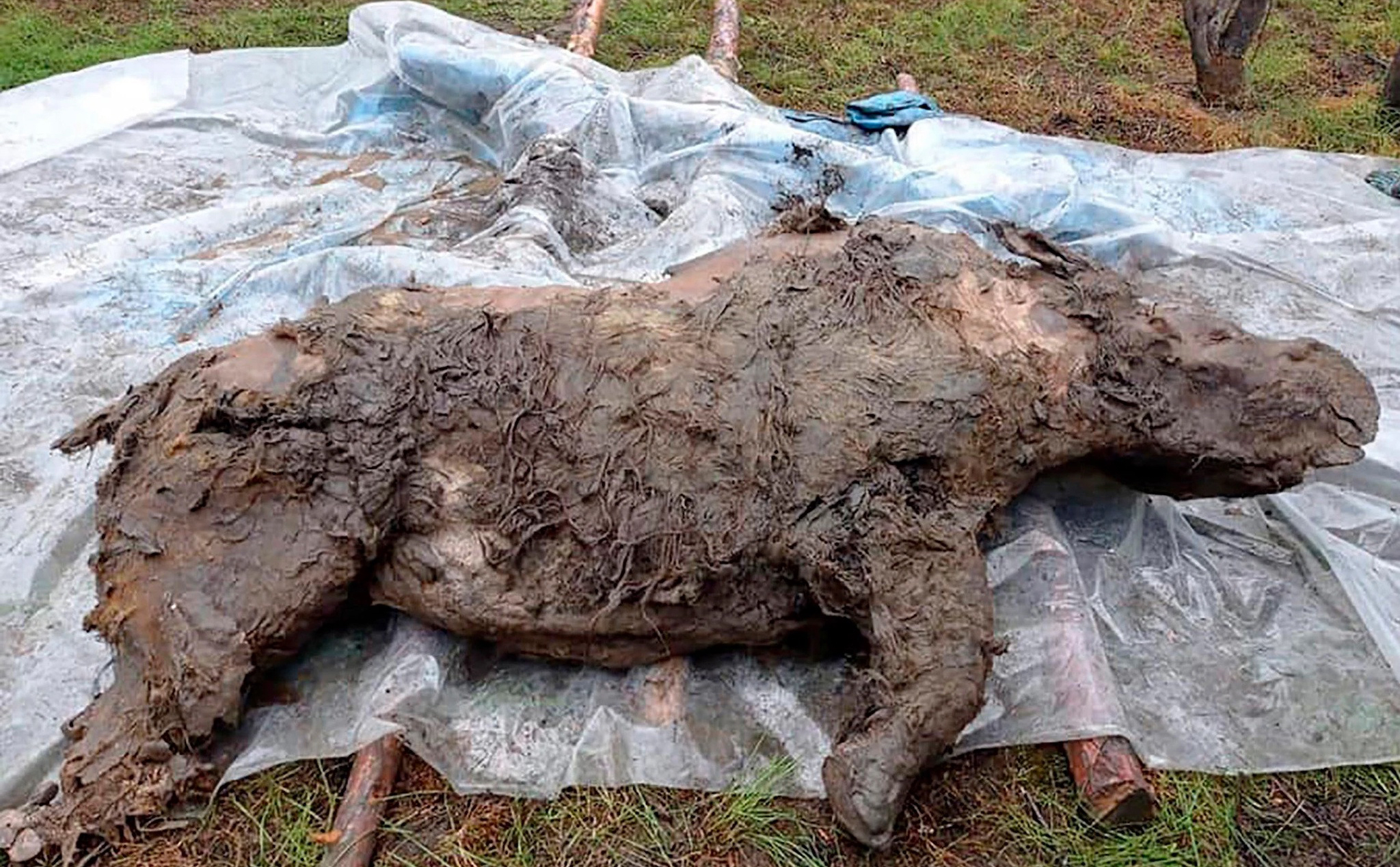 Tìm thấy xác tê giác có niên đại hơn 20.000 năm vẫn còn nguyên vẹn cả da và nội tạng