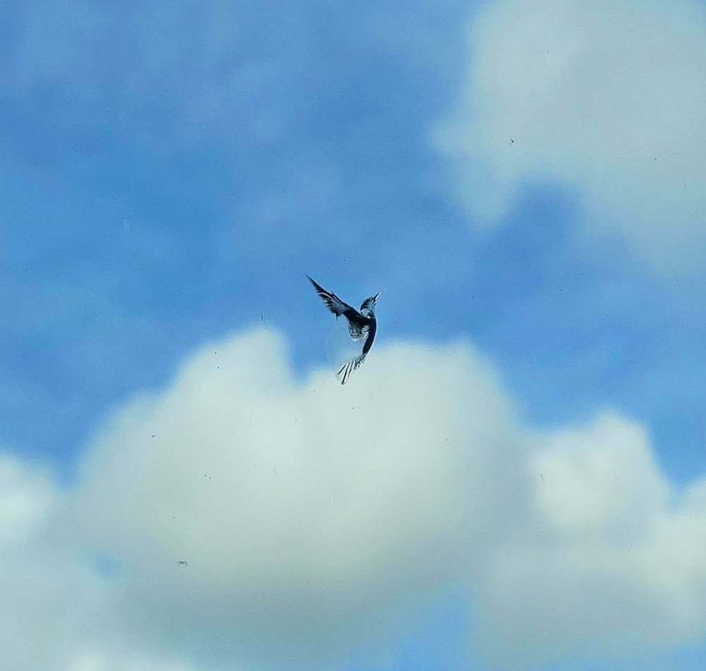 Bạn nghĩ đây là bức ảnh 1 chú chim đang tung cánh bay lên?
