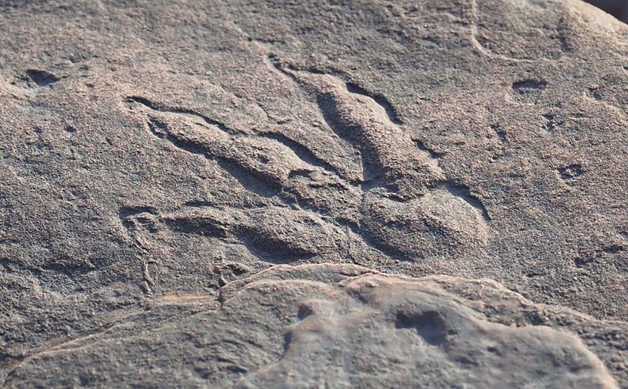 Bé gái 4 tuổi tìm thấy dấu chân khủng long nguyên vẹn trên bãi biển xứ Wales