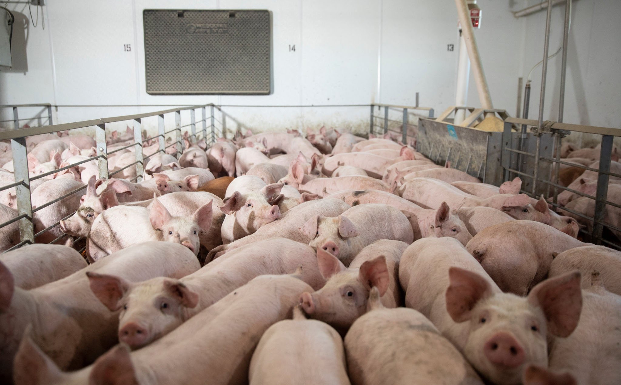 Tìm đường kinh doanh khác, Huawei khởi động dự án nghiên cứu AI phục vụ… chăn nuôi lợn