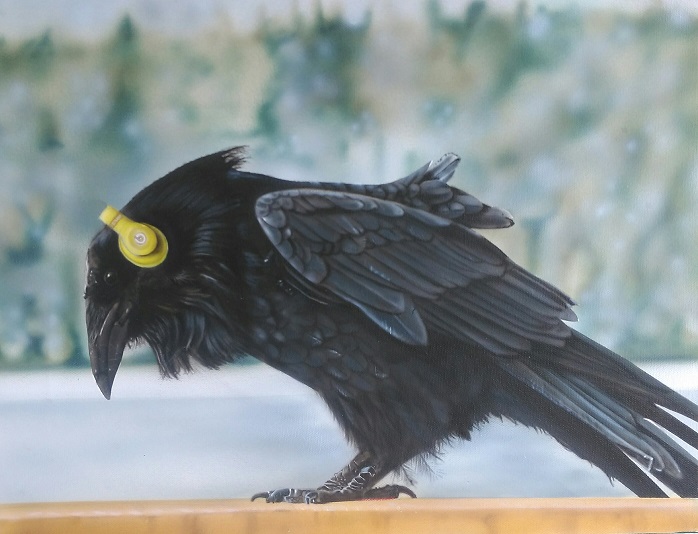 Chim sáo đen - Tìm hiểu về đặc điểm, tập tính của chim