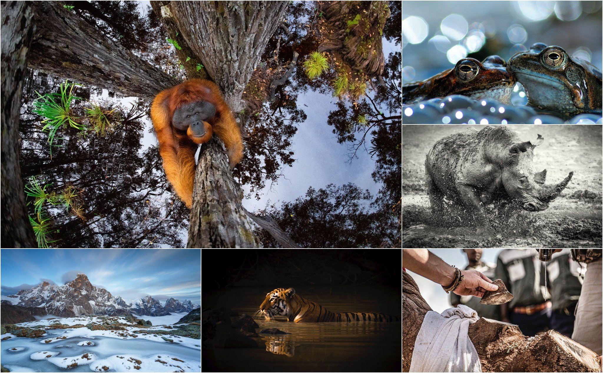 Những bức ảnh đẹp nhất được trao giải World Nature Photography Awards, nhiều tấm đẹp nghẹn lời!