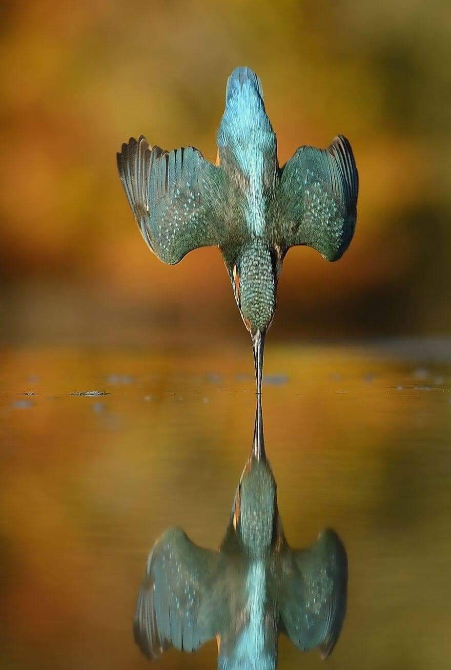 Bức ảnh chim bói cá lặn hoàn hảo của Alan Mcfadyen mất 6 năm, 720.000 lần thử