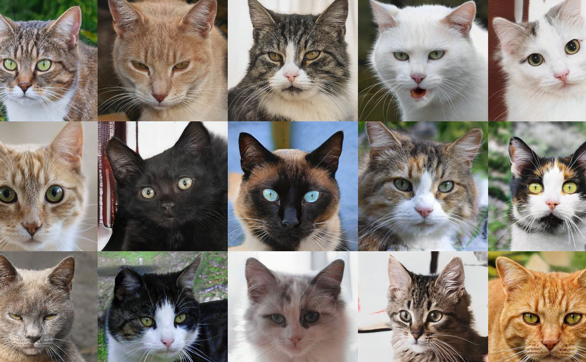 Hàng ngàn hình ảnh con mèo thật với nhiều hình thức khác nhau