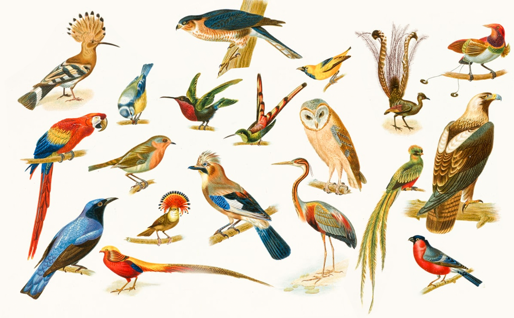 [Infographic] 55 loài chim được xếp hạng từ lớn đến nhỏ trên thế giới