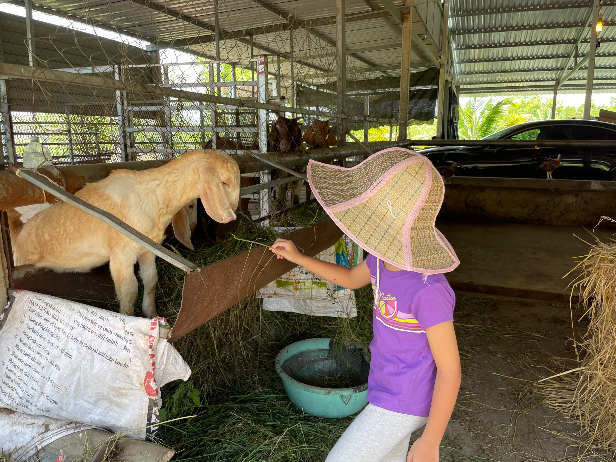 Feeding goat 2.jpg
