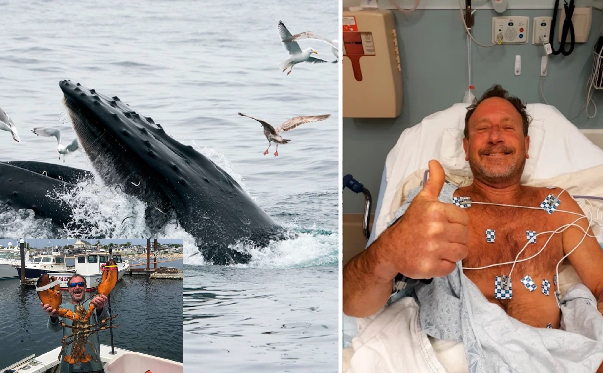 Một thợ lặn bắt tôm hùm bị cá voi lưng gù nuốt chửng khi đang làm việc