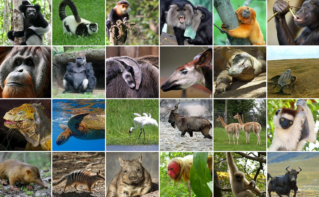 [Infographic] 32 loài động vật sắp tuyệt chủng, 9 trong số đó chỉ còn dưới 100 cá thể