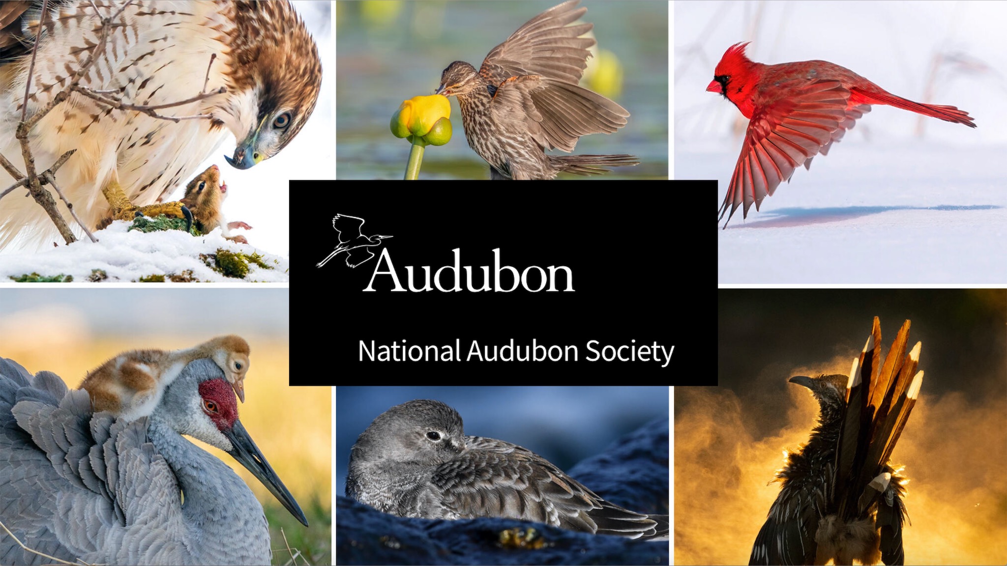 Những tác phẩm đẹp nhất đạt giải Audubon Photography Awards 2021