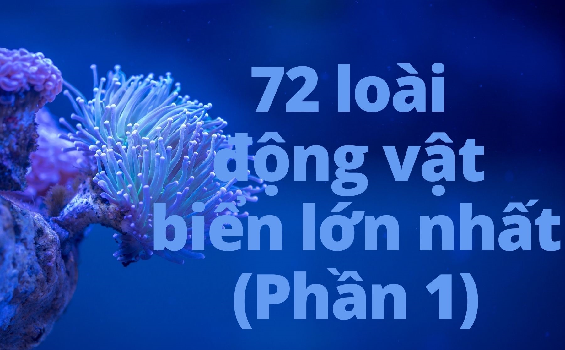 Infographic: 72 loài động vật biển lớn nhất thế giới (Phần 1)