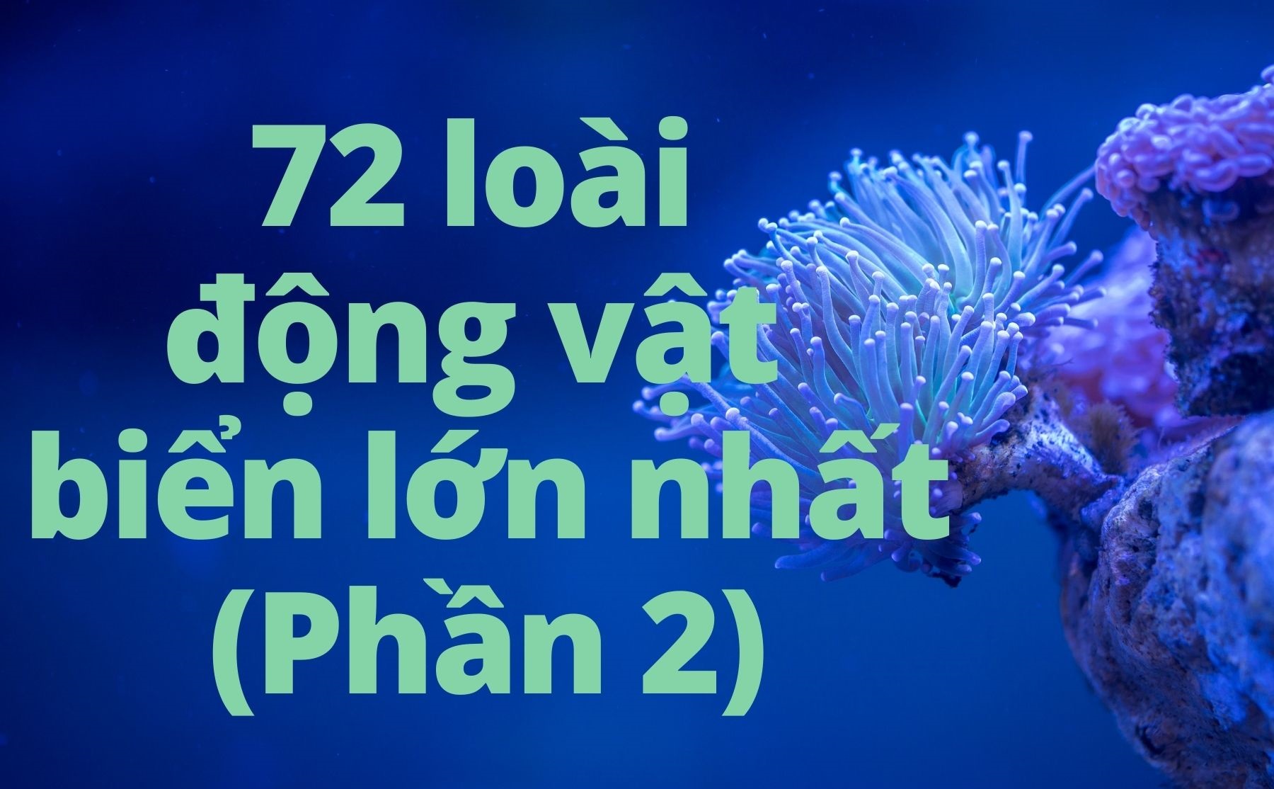 Infographic: 72 loài động vật biển lớn nhất thế giới (phần 2)