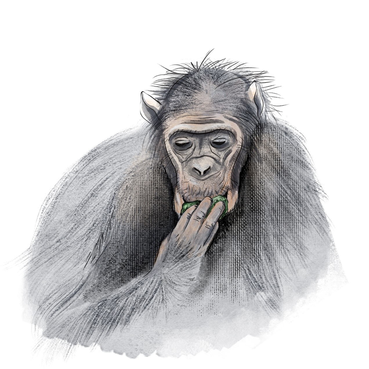 Chimpanzee_drinking.jpg