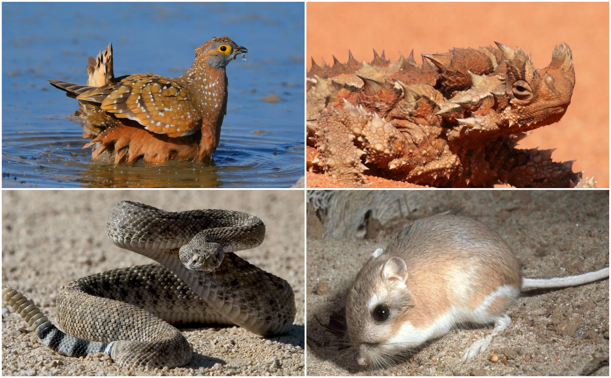 Bạn có biết: những loài động vật sống ở vùng khô có cách uống và giữ nước rất thú vị