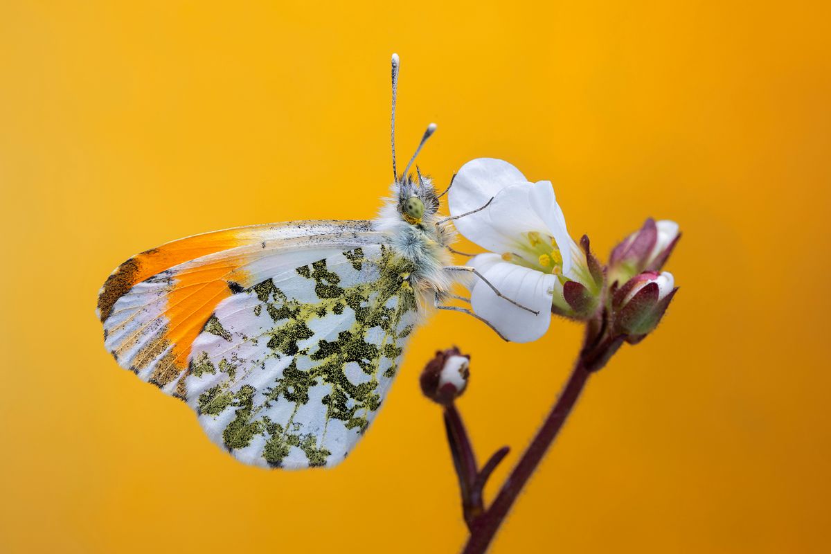 Calvin Taylor Lee - Orange-tip Butterfly.jpeg