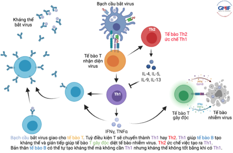 Cơ thể cần đáp ứng tế bào T nào để chống lại virus?