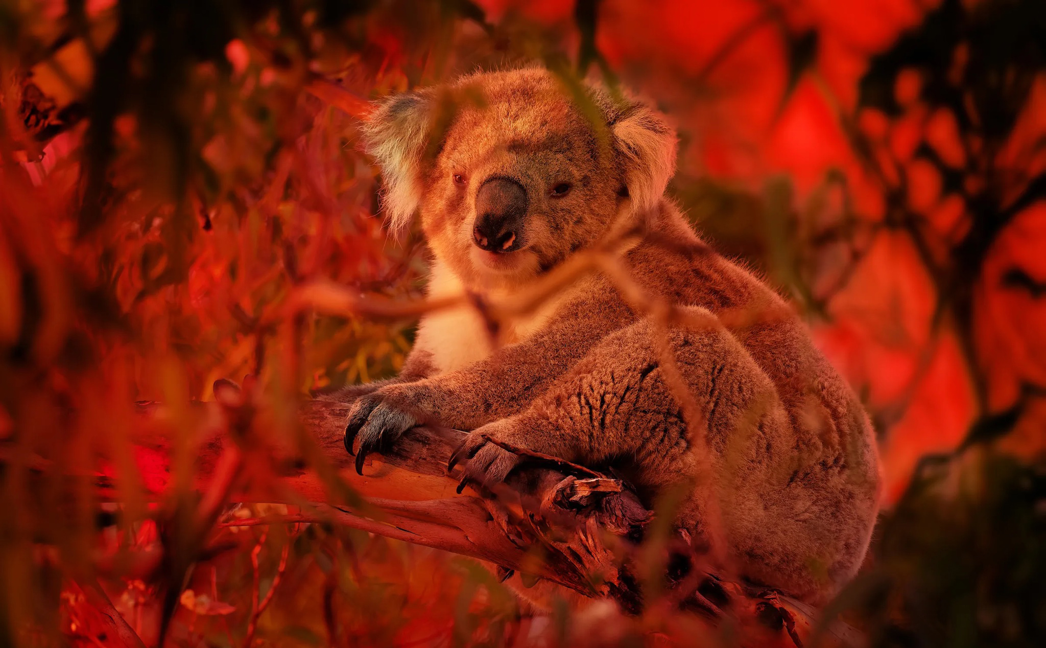 Chỉ trong 3 năm vừa qua, ⅓ số lượng cá thể Koala ở Úc đã biến mất