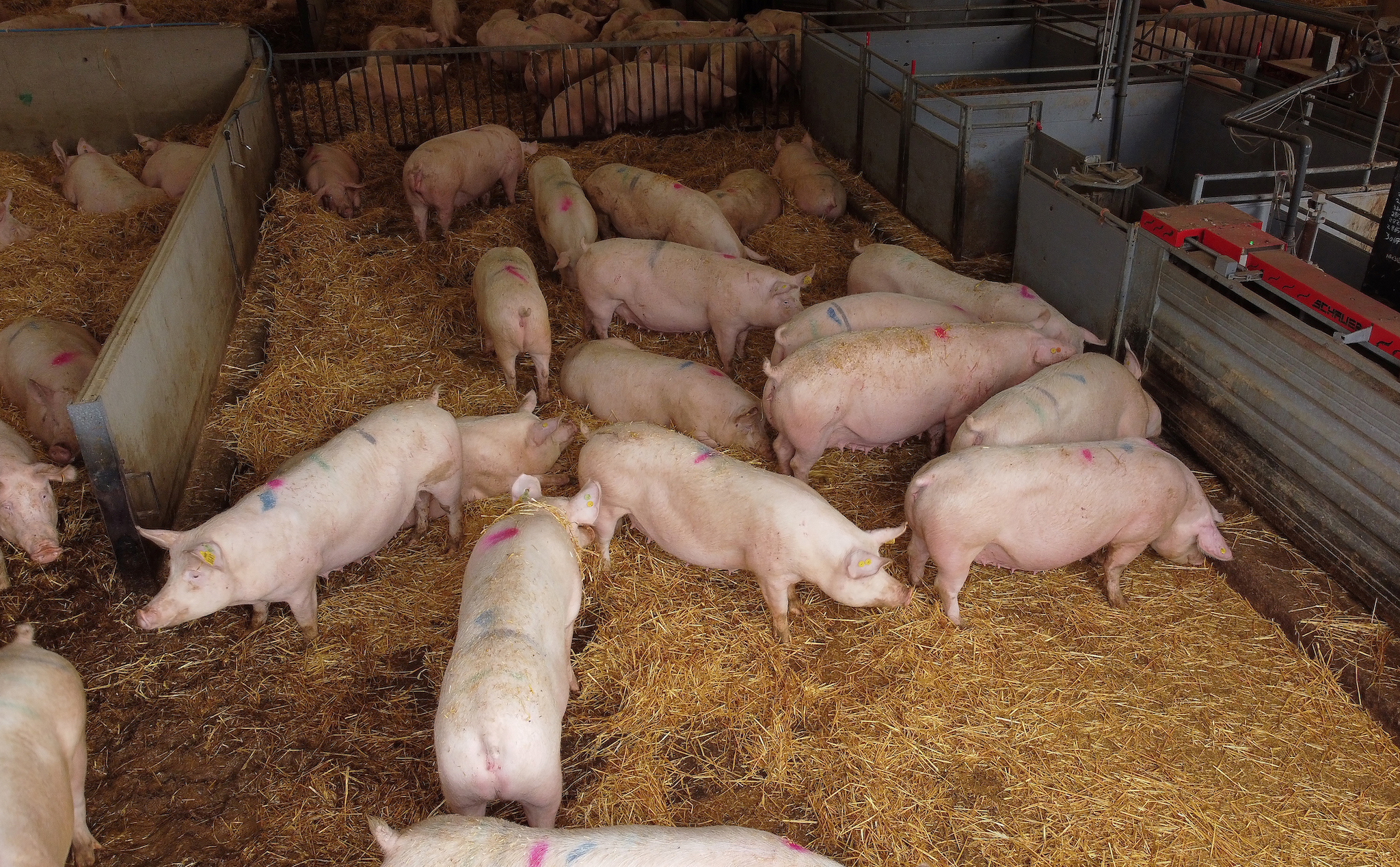 Nước Anh sẽ cấp thị thực 6 tháng cho các công nhân mổ lợn