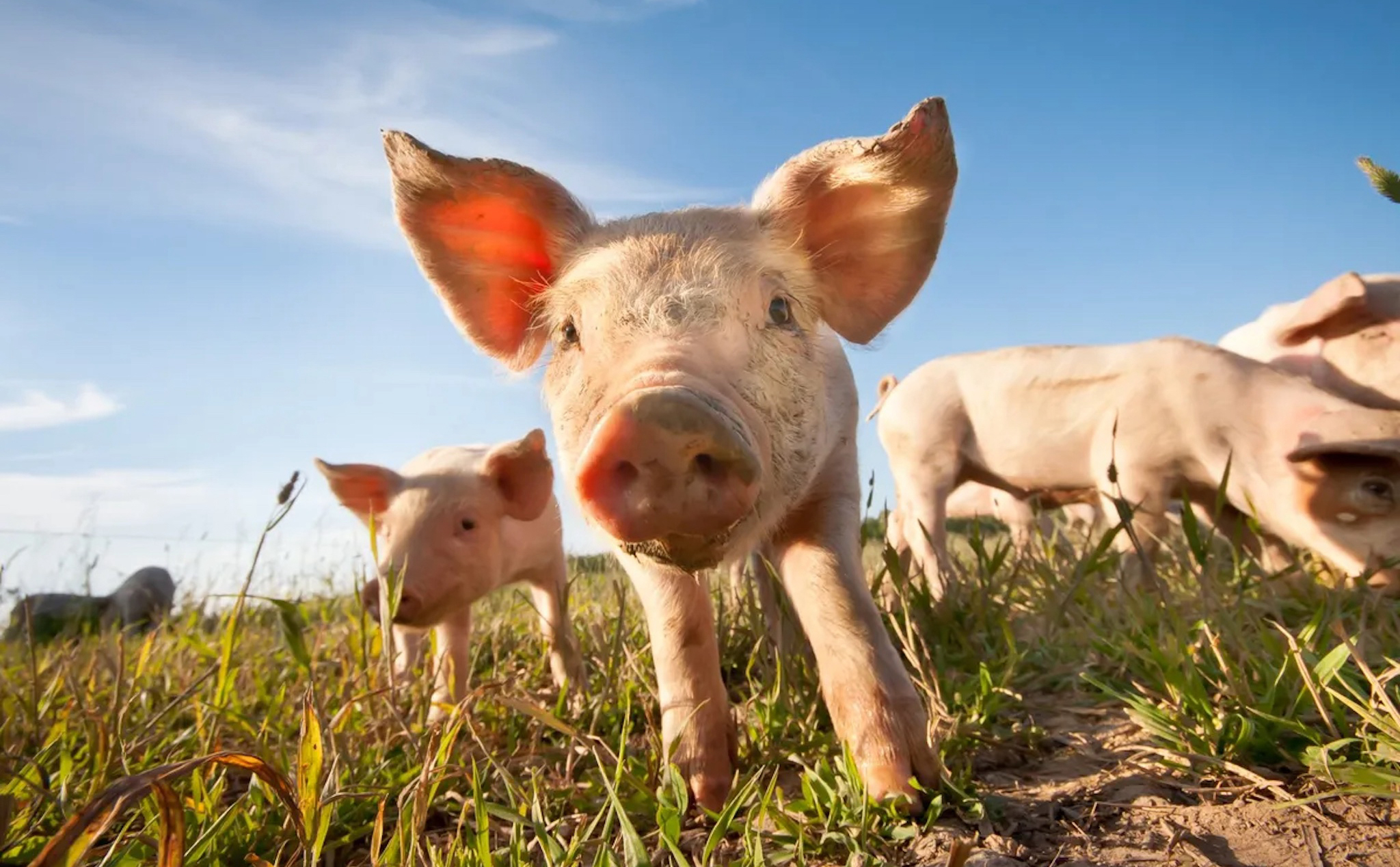 Sân bay bận rộn nhất Châu Âu thuê lợn để giảm rủi ro cho các chuyến bay