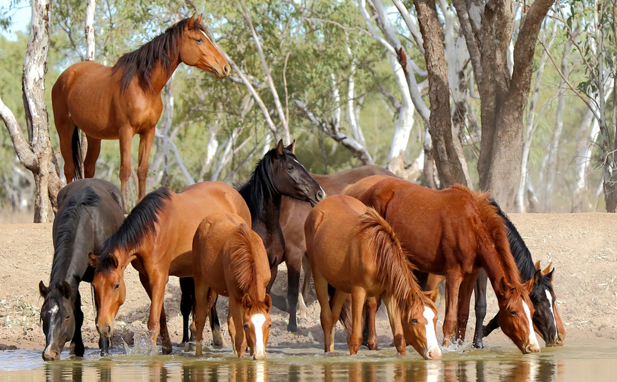Úc sẽ tiêu huỷ 10,000 con ngựa hoang ở New South Wales
