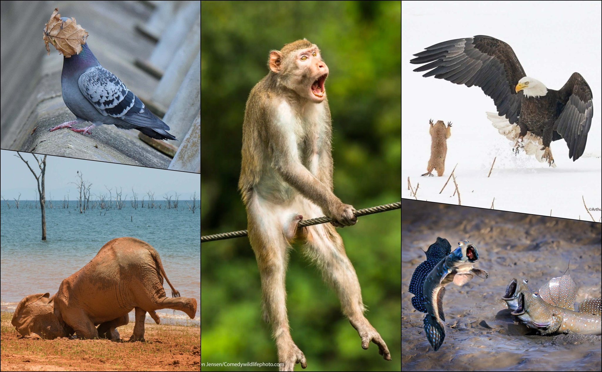 Các tác phẩm chiến thắng giải Comedy Wildlife Photo Awards 2021