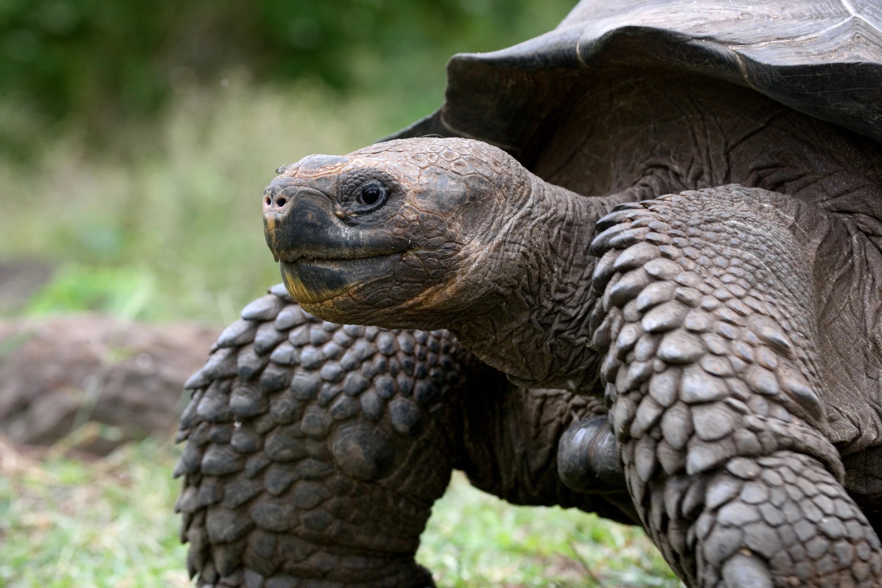 Nghiên cứu bộ gen của rùa Galapagos cho thấy "bí quyết" sống thọ và không bị ung thư của chúng