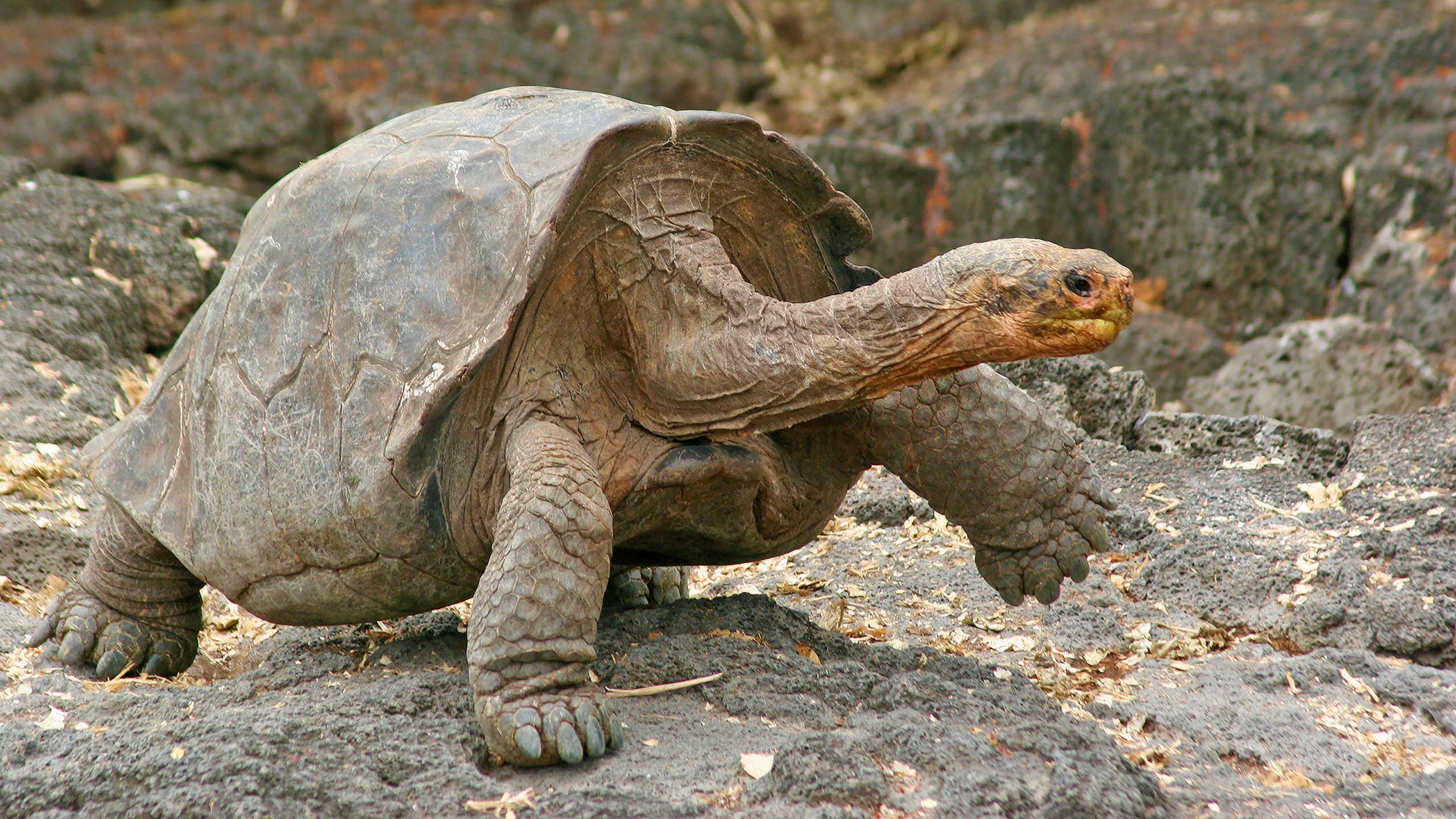 Galapagos_tortoise_3.jpg