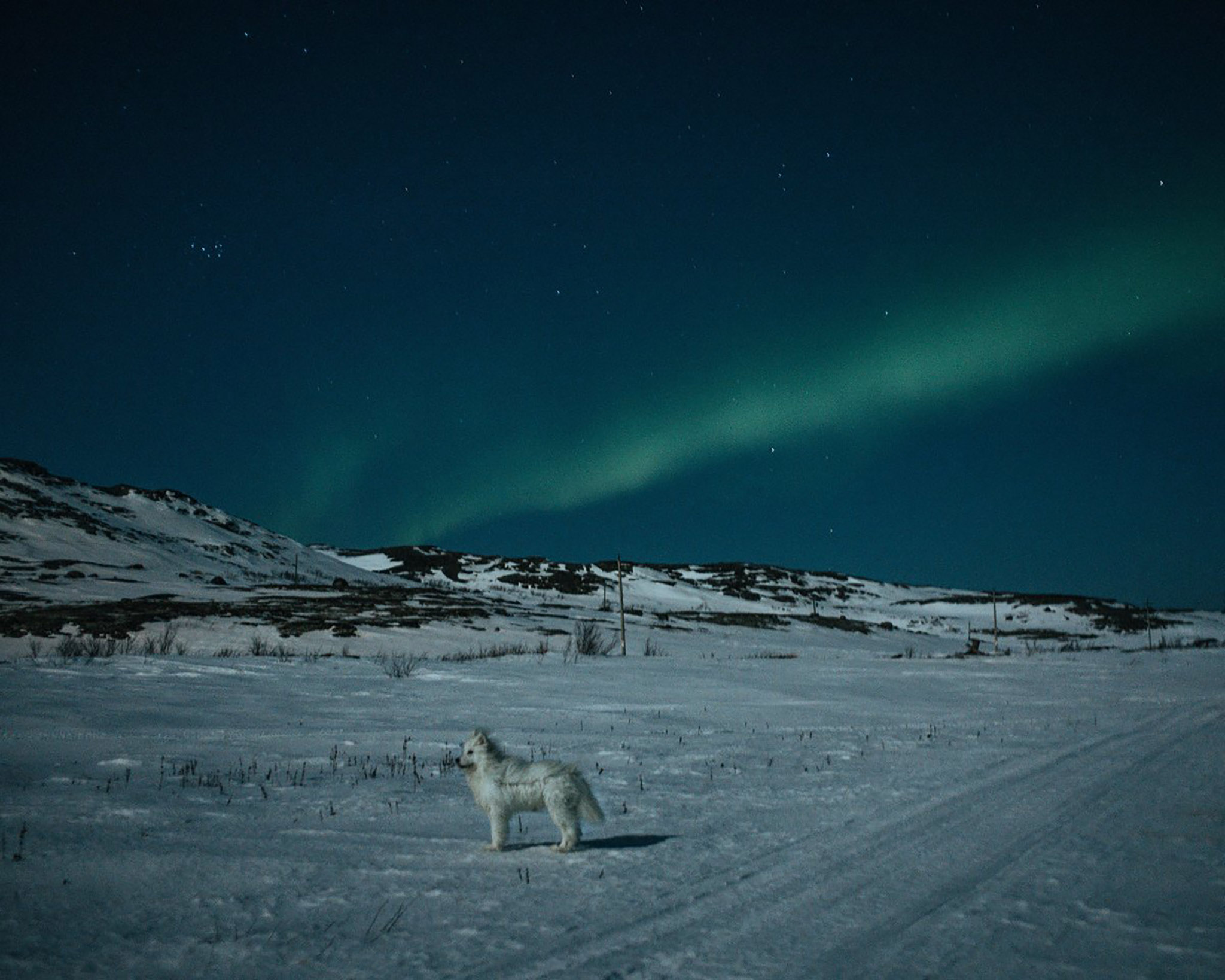 nanna-heitmann-arctic-dog-top-100-photos-2021-1.jpg