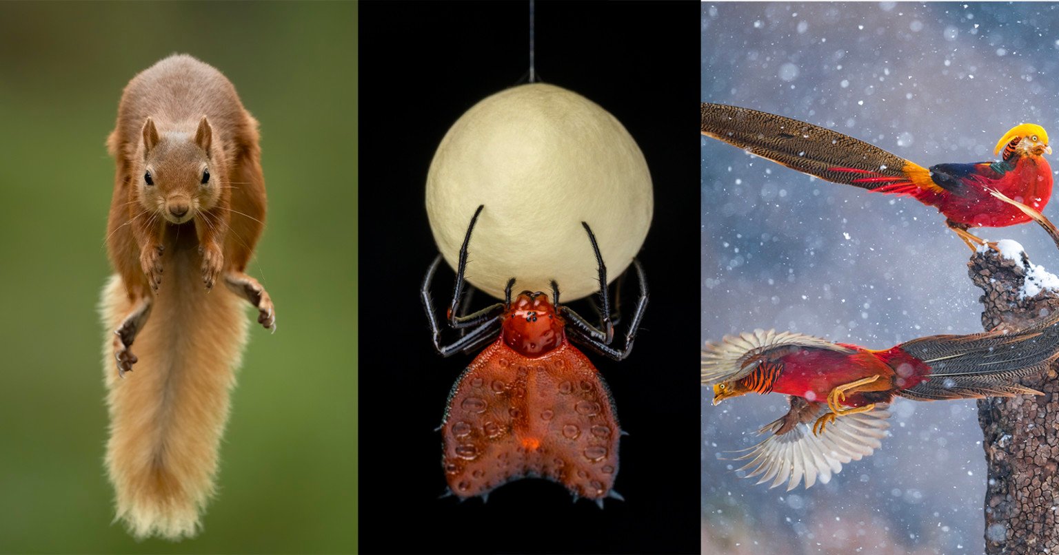 Cùng xem 25 ảnh Wildlife Photographer of the Year 2021 do người xem bình chọn