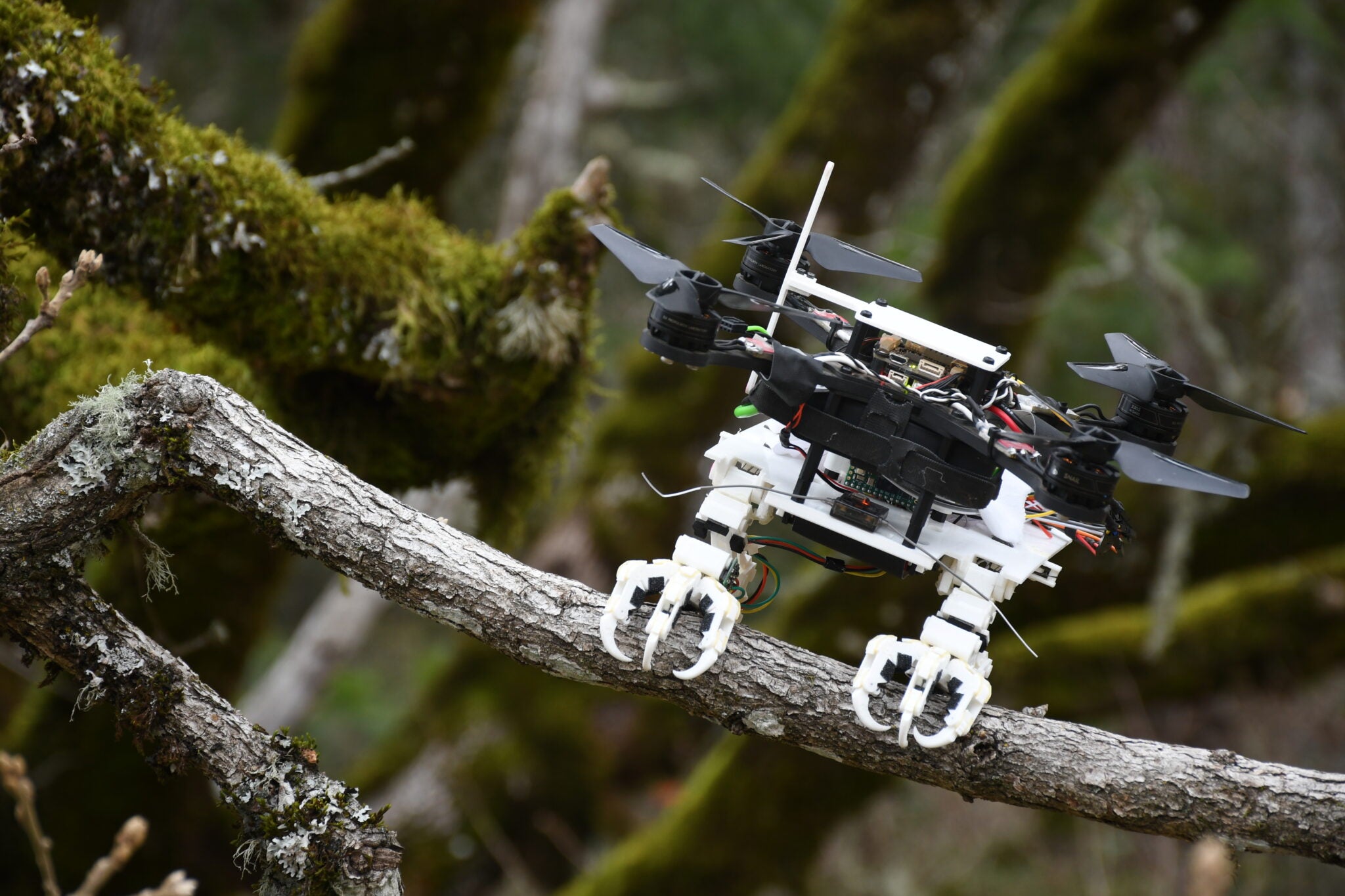 Đại học Stanford phát triển robot có thể bay và đậu cành cây như chim