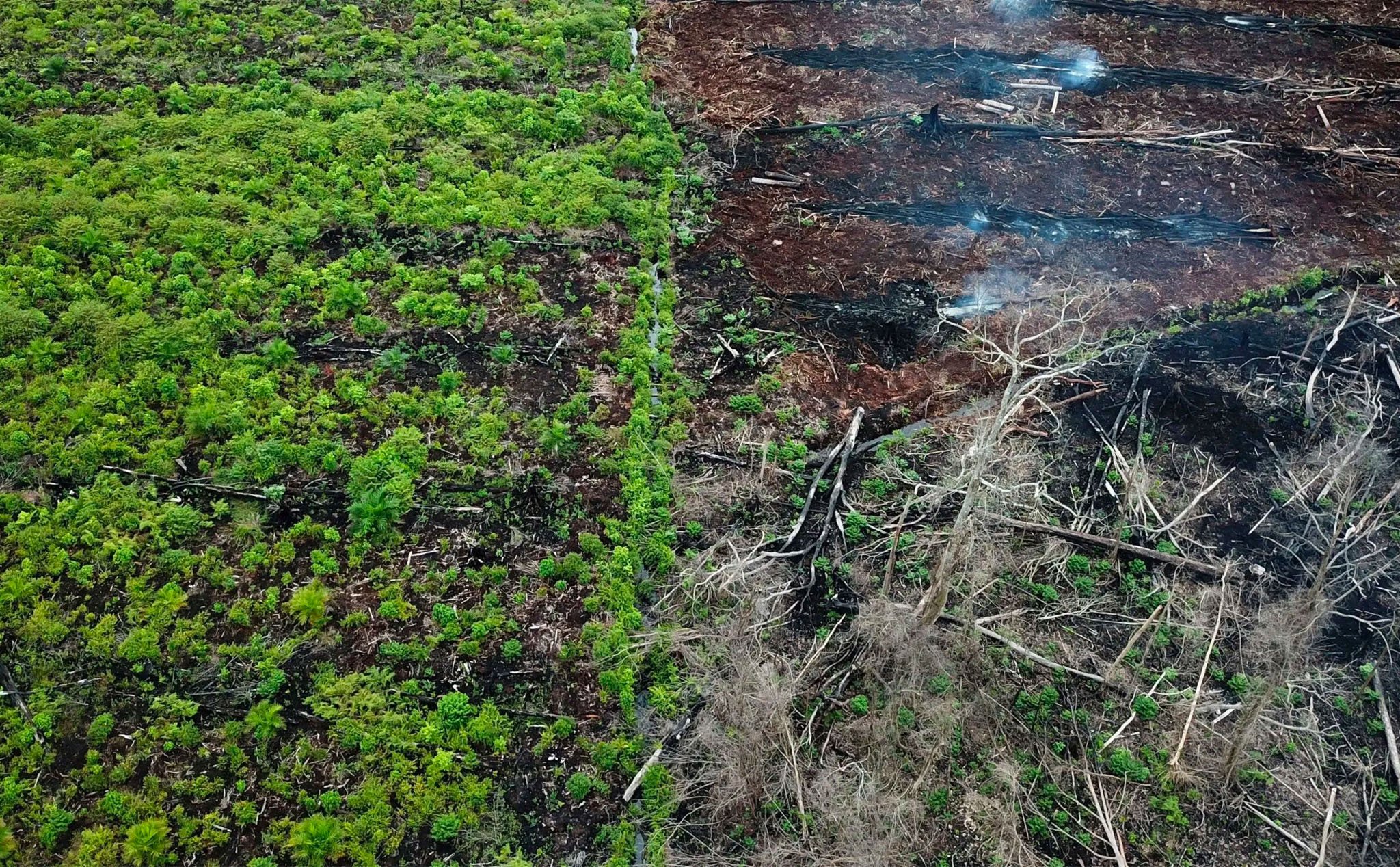 Viscose - loại vải "thân thiện với môi trường" đang làm gia tăng tình trạng chặt phá rừng nhiệt đới