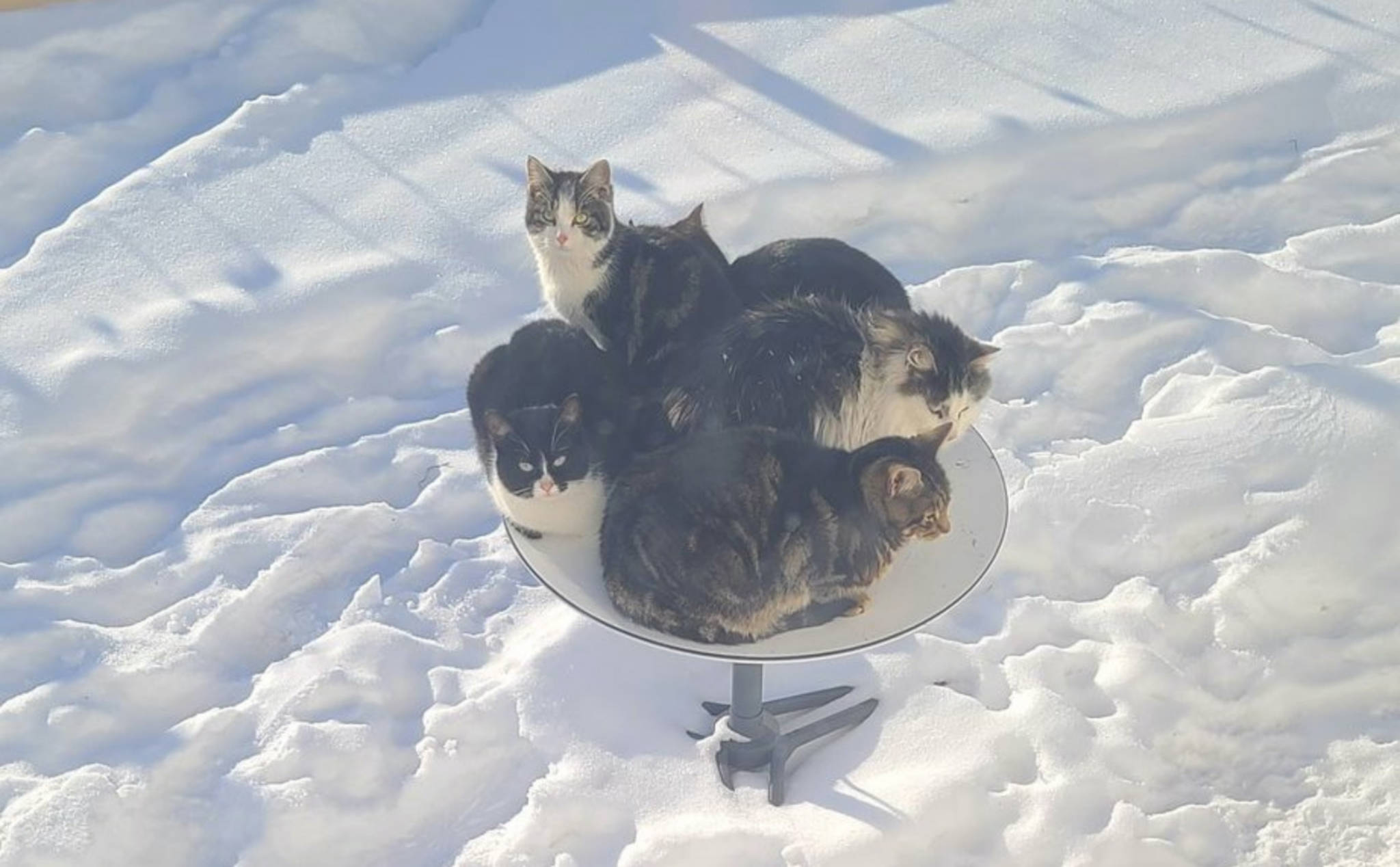 Chảo Internet vệ tinh Starlink - chỗ nằm yêu thích mới của lũ mèo