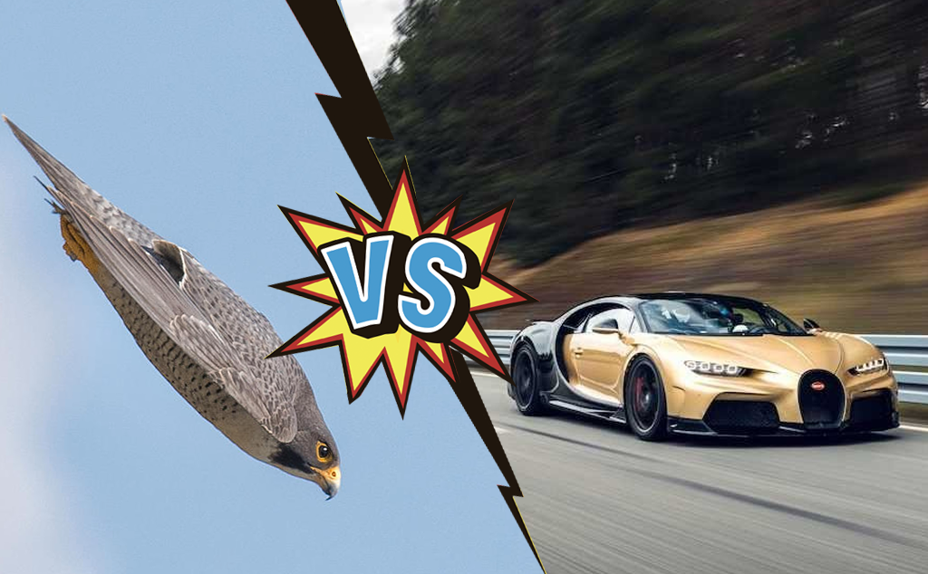 [Infographic] So sánh tốc độ của những động vật nhanh nhất vs những chiếc xe nhanh nhất