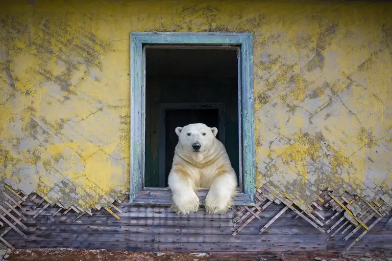 Ngộ nghĩnh khoảnh khắc gấu Bắc cực "chiếm" trạm thời tiết làm nơi trú ẩn
