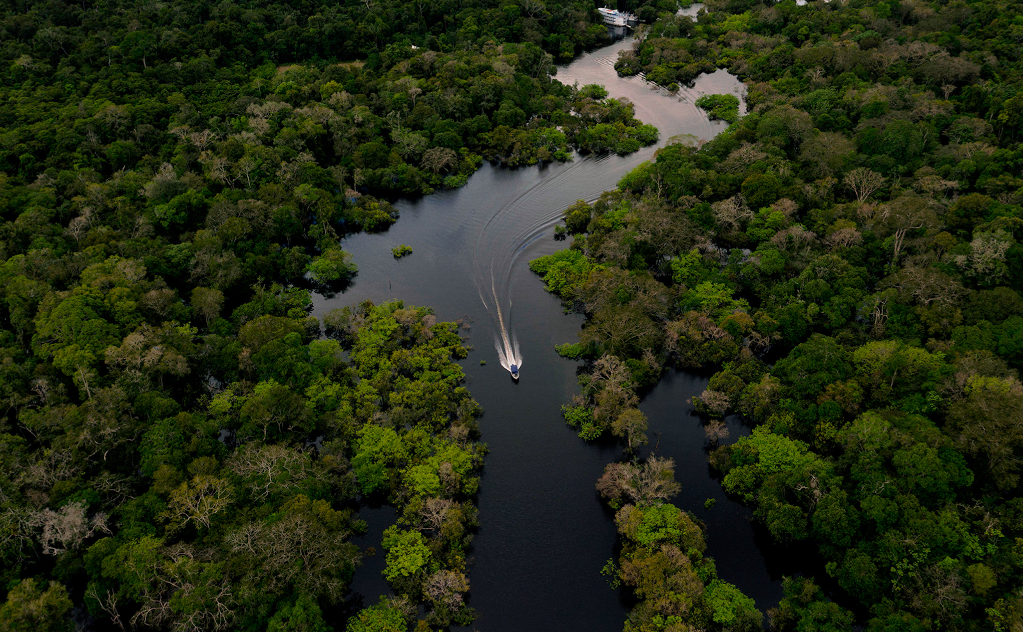 Biến đổi khí hậu, rừng nhiệt đới Amazon sắp trở thành thảo nguyên cỏ