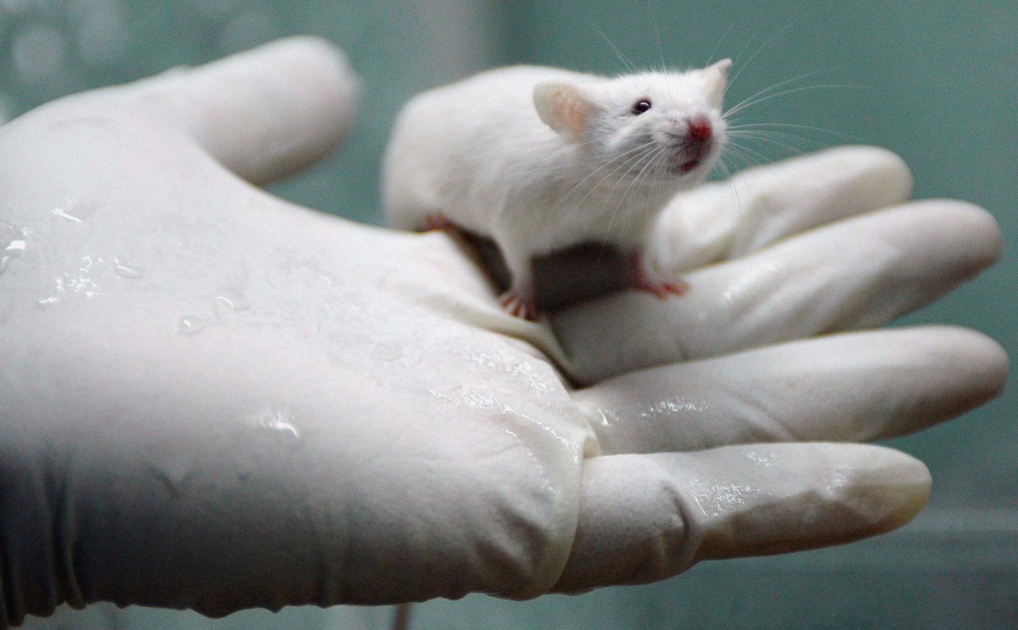Các nhà khoa học vừa làm trẻ hóa được mô của chuột, liệu sắp "Cải lão hoàn đồng" con người?