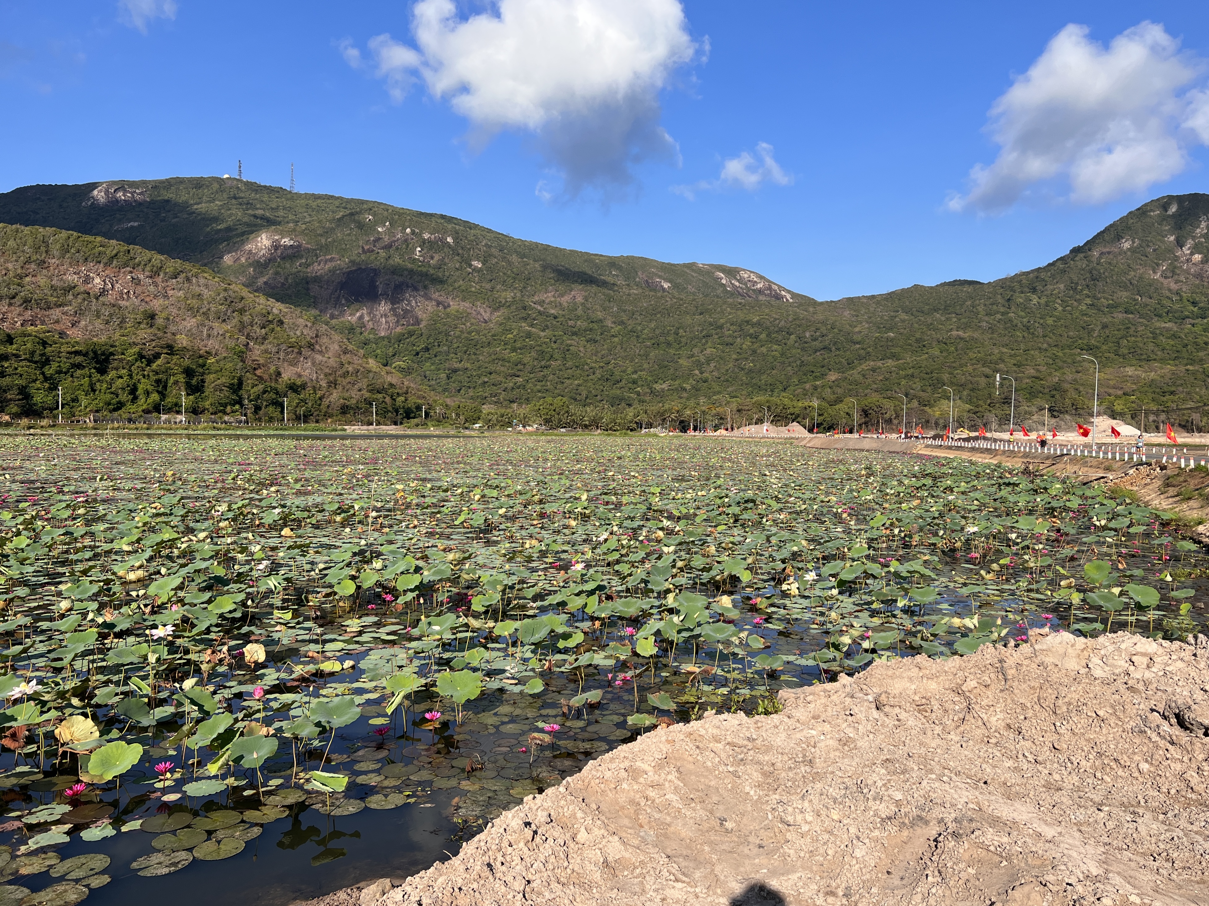 hillside lotus lake .jpg