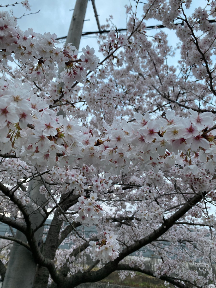 Sakura đã nở bung bét, toe toét nở mà người ta nói nó kín ngập cả cây luôn đúng là hoa với hoét. Nh