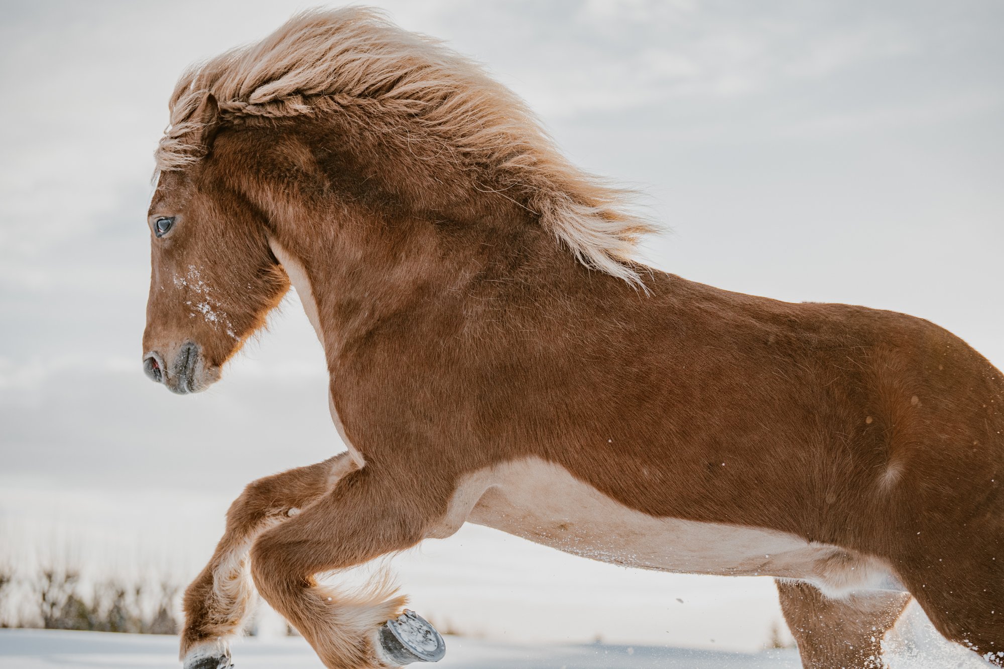 Cùng xem ảnh của những chú ngựa ở Iceland - Một nét biểu tượng văn hoá ở xứ sở băng đảo