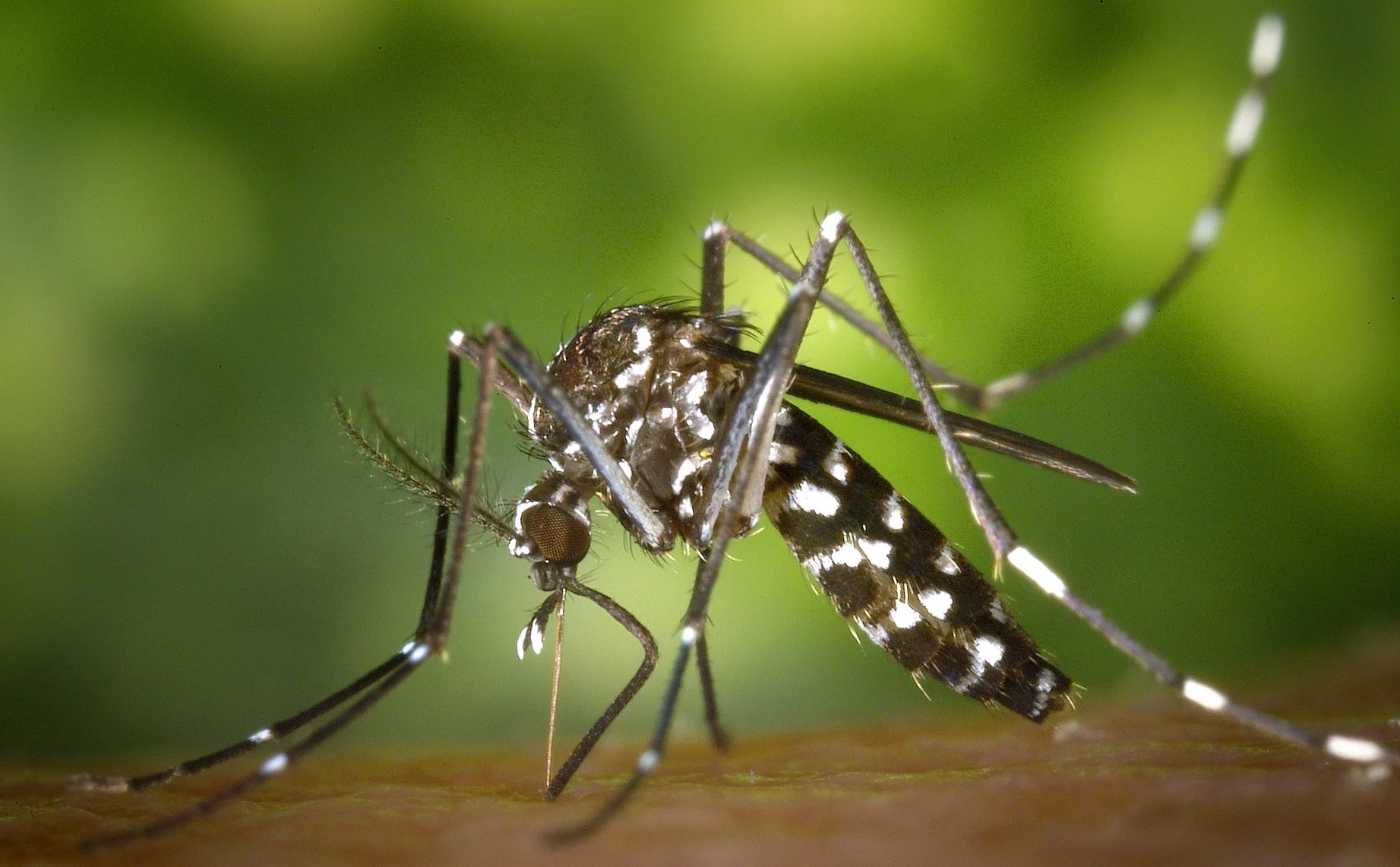 Bước đầu thả muỗi vằn biến đổi gen ở Mỹ có kết quả khá thành công