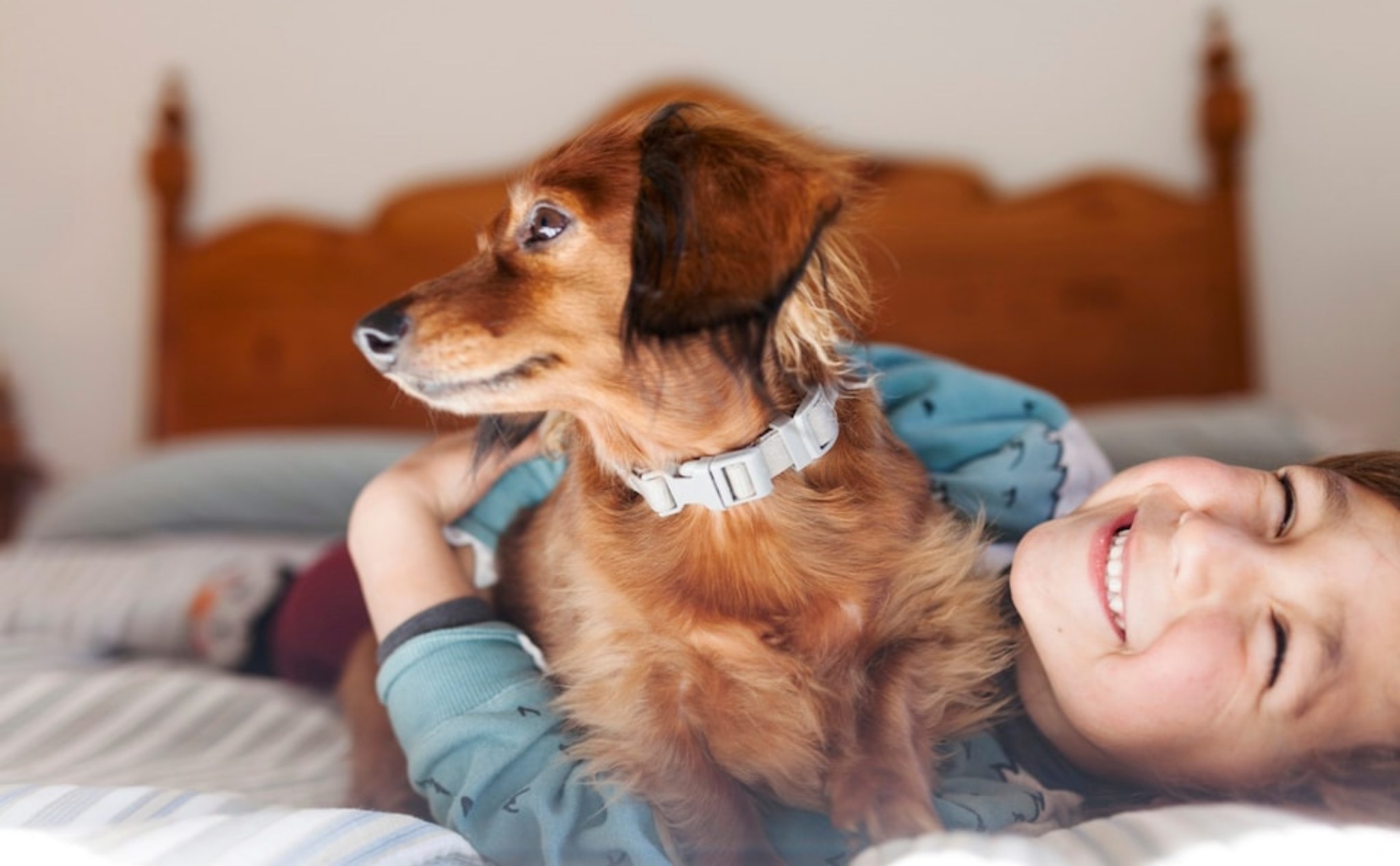 Có bằng chứng cho thấy bệnh viêm gan bí ẩn ở trẻ có thể do các em đã tiếp xúc với chó