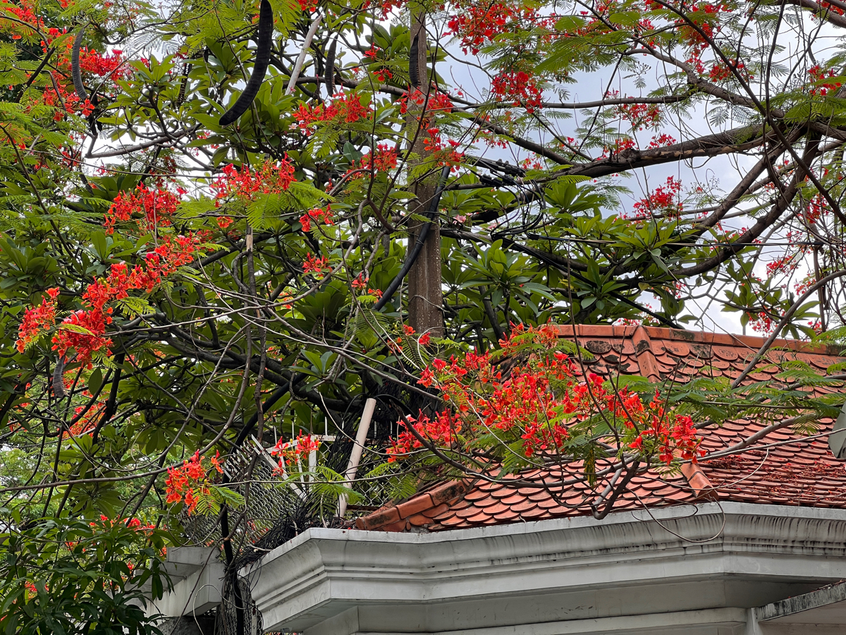 Mùa Phượng nở hoa