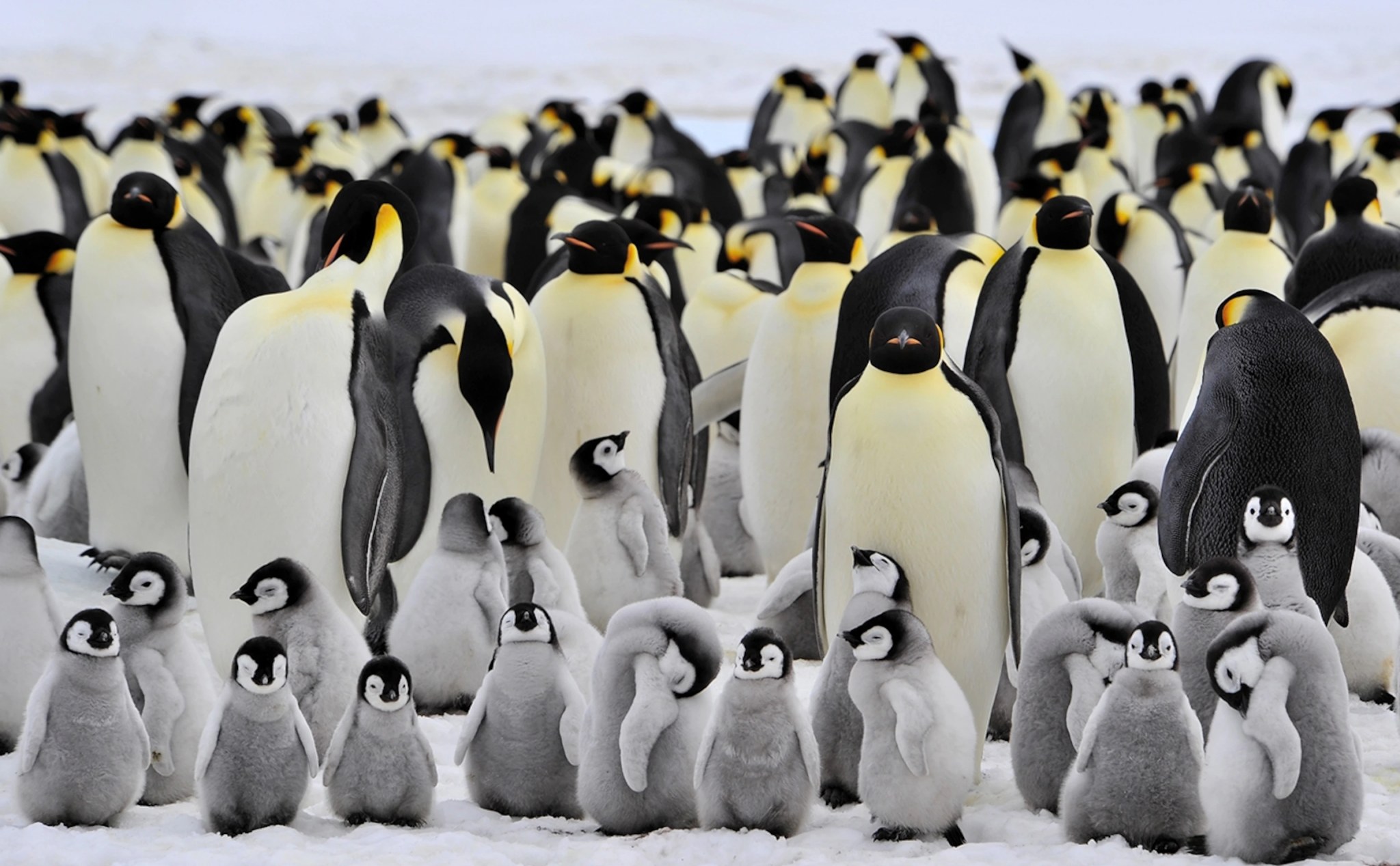 Rất có thể chỉ vài chục năm nữa loài chim cánh cụt hoàng đế sẽ tuyệt chủng