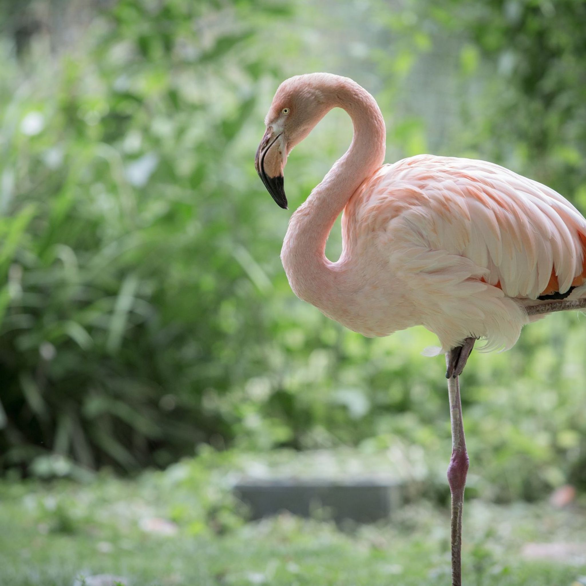 024 Flamingo.jpg
