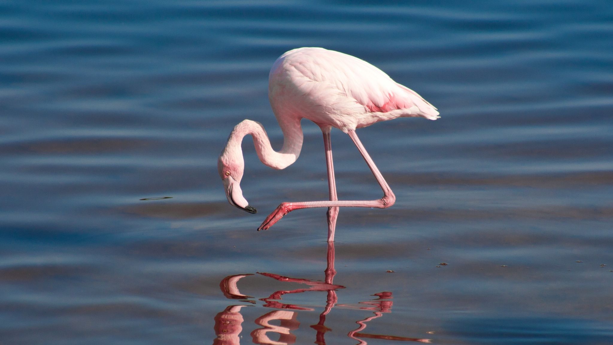 024 Flamingo leg.jpg