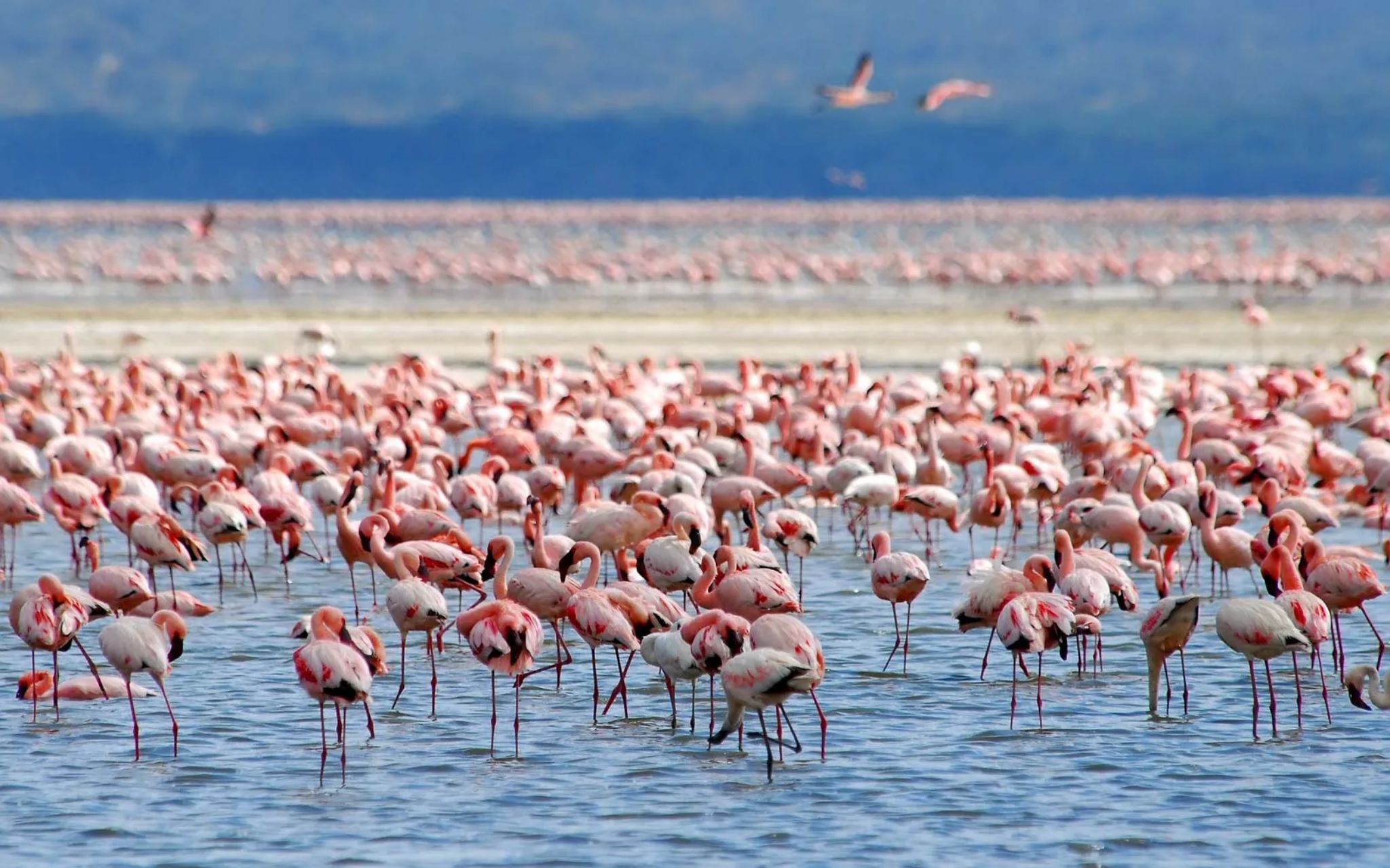 024 Flamingo flock.jpg